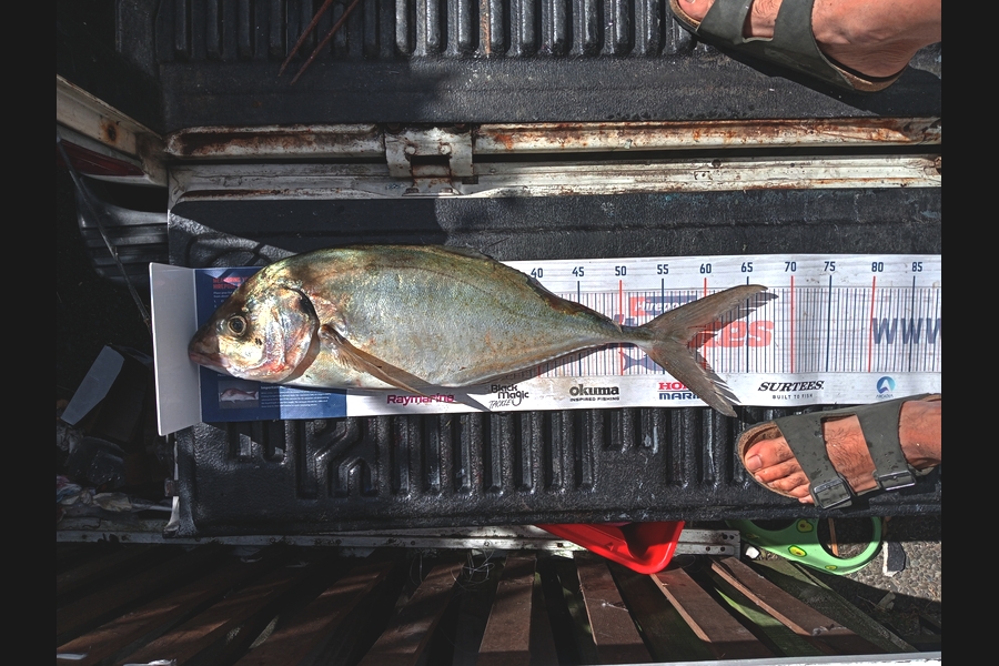 Tiare Peri caught this 57.5cm Trevally at Auckland during The Export NZ Fishing Competition