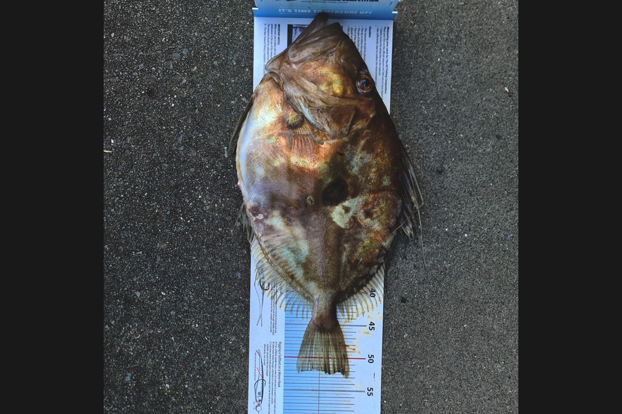 Mike Blowers caught this 52.0cm John Dory at Northland during The Export NZ Fishing Competition
