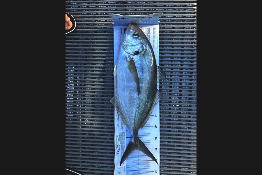 Rob  Wilson caught this 55.5cm Trevally at Nelson/Marlborough during The Export NZ Fishing Competition
