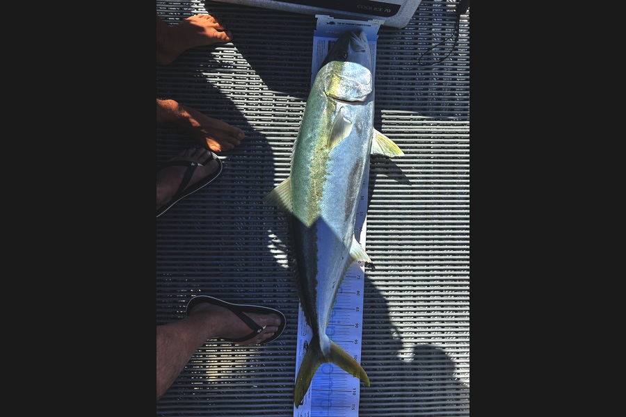 Rob  Wilson caught this 101.5cm Kingfish at Nelson/Marlborough during The Export NZ Fishing Competition