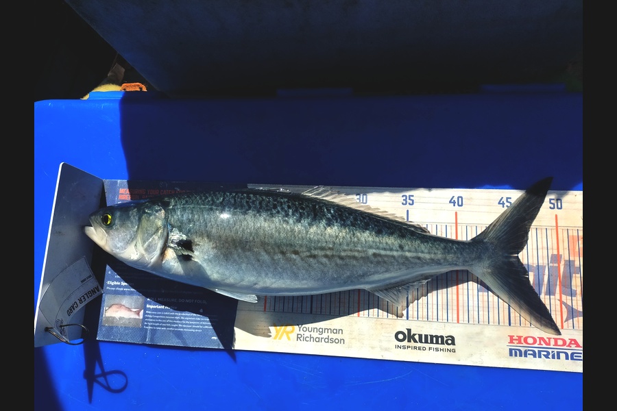 Len Clarke caught this 46.0cm Kahawai at Northland during The Export NZ Fishing Competition
