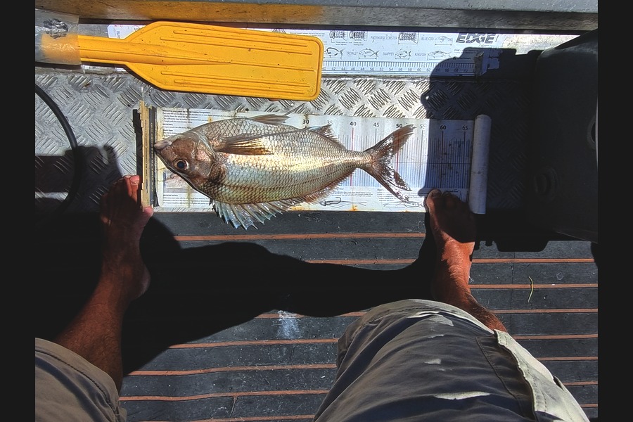 Scott Brenton caught this 48.0cm Tarakihi at Wellington during The Export NZ Fishing Competition