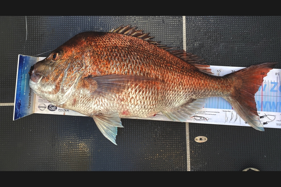 Mason Durry caught this 77.0cm Snapper at Nelson/Marlborough during The Export NZ Fishing Competition