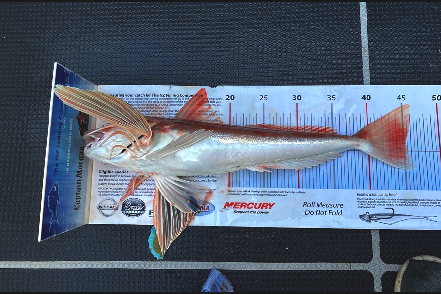 Mason Durry caught this 45.0cm Gurnard at Nelson/Marlborough during The Export NZ Fishing Competition