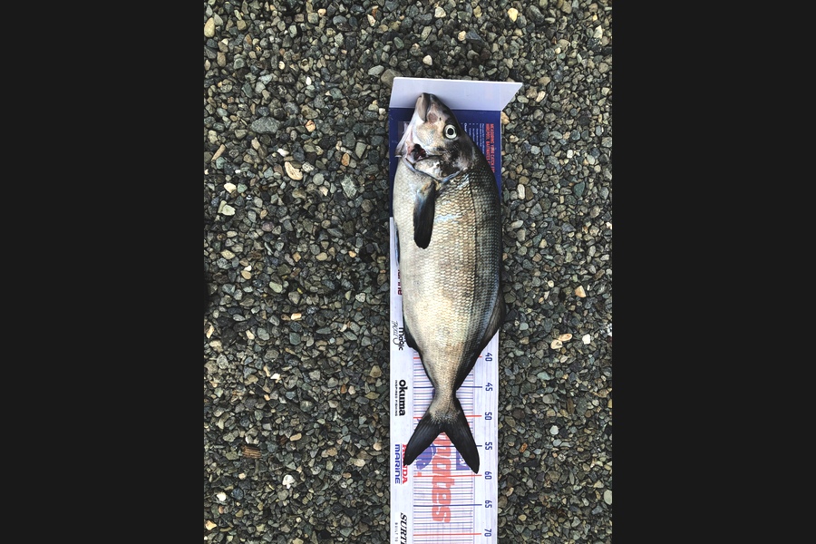 Alex Thomson caught this 52.5cm Blue Moki at Southland during The Export NZ Fishing Competition