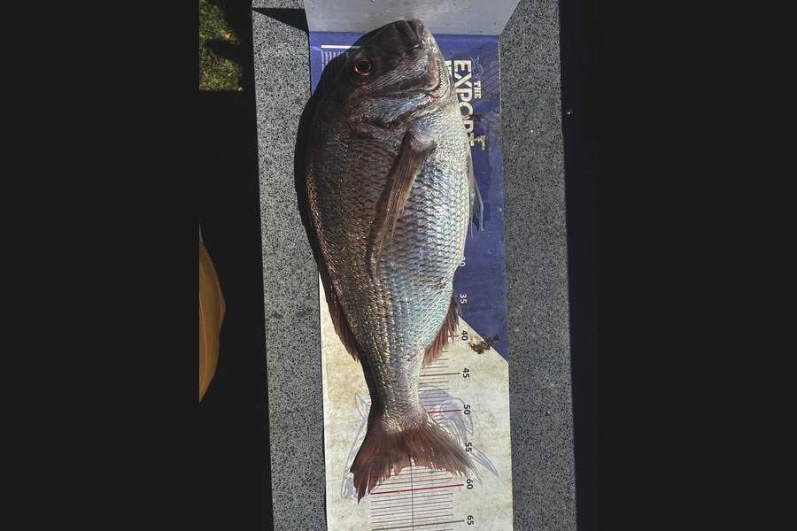 Lee Warmington  caught this 57.0cm Snapper at Northland during The Export NZ Fishing Competition