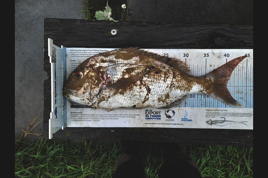 Brandon Ashton caught this 40.0cm Snapper at Nelson/Marlborough during The Export NZ Fishing Competition