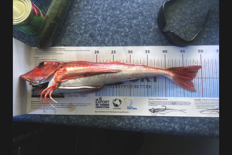 Cary Lancaster caught this 47.5cm Gurnard at West Coast during The Export NZ Fishing Competition