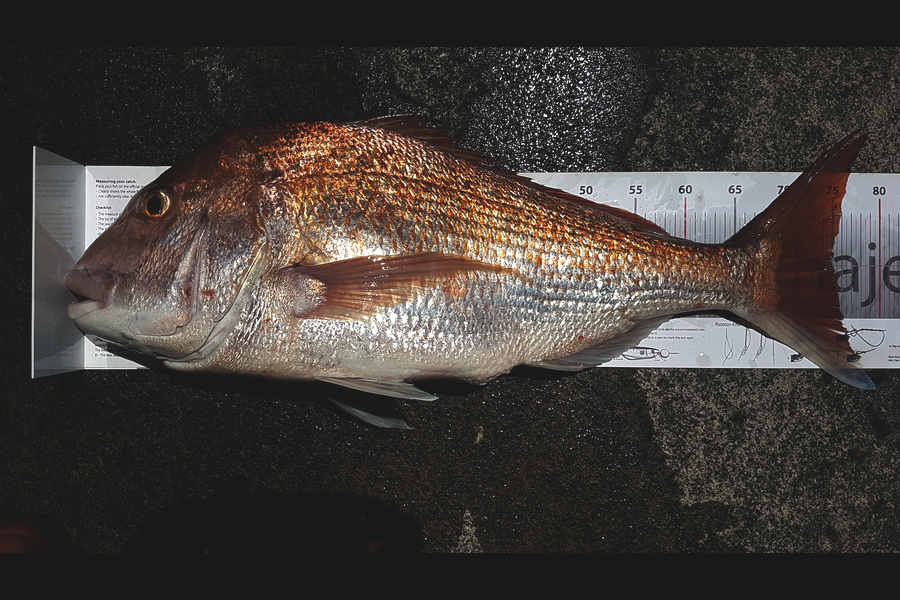 Chilton  Atherton  caught this 75.0cm Snapper at Taranaki during The Export NZ Fishing Competition