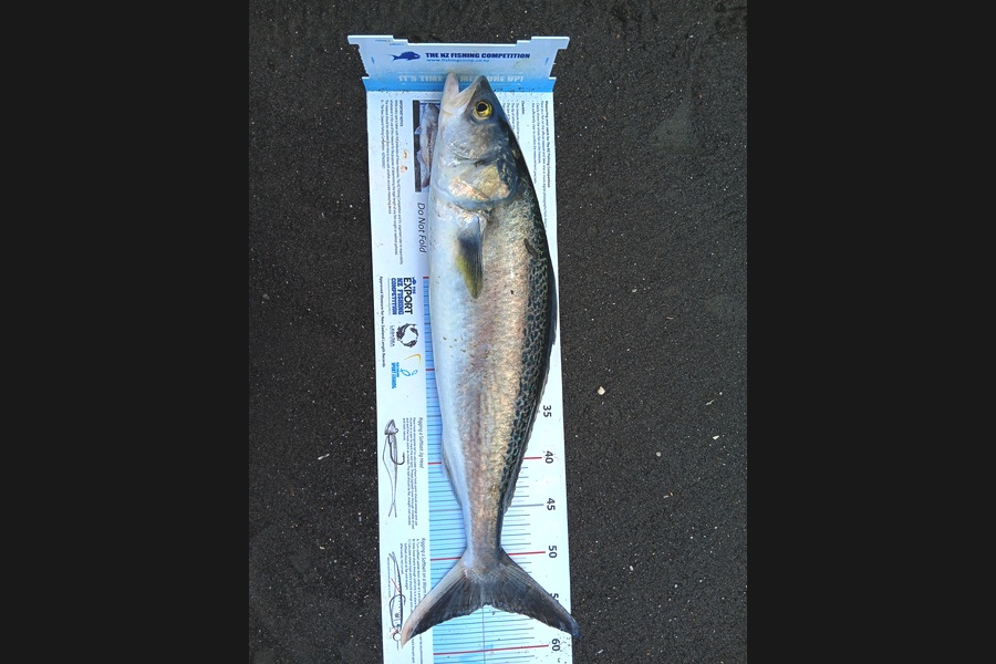 Richard Cash caught this 55.0cm Kahawai at Manawatu during The Export NZ Fishing Competition
