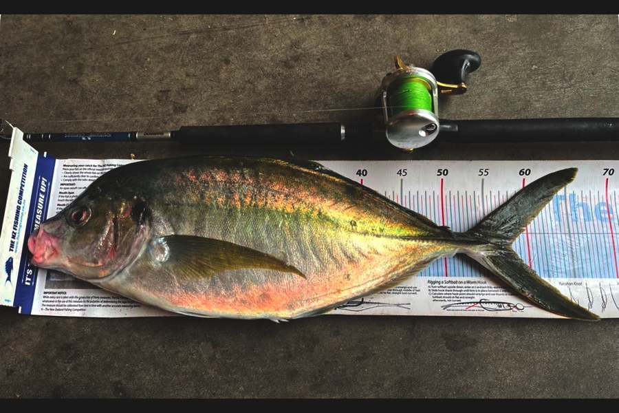Dennis  Taylor  caught this 57.5cm Trevally at Taranaki during The Export NZ Fishing Competition