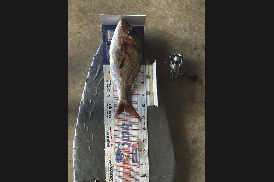 Graeme Duncan caught this 37.0cm Snapper at Bay of Plenty during The Export NZ Fishing Competition