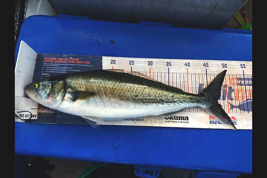 Len Clarke caught this 47.5cm Kahawai at Northland during The Export NZ Fishing Competition