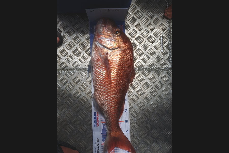 Glenn Lucas caught this 61.5cm Snapper at Auckland during The Export NZ Fishing Competition