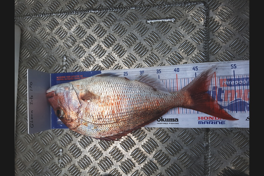 Glenn Lucas caught this 47.5cm Snapper at Auckland during The Export NZ Fishing Competition