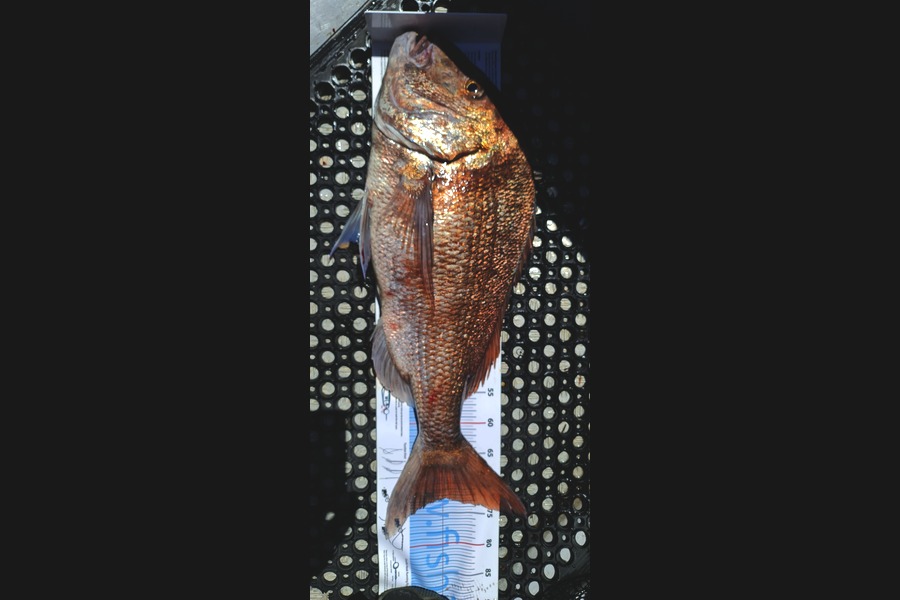 Dave Seymour caught this 72.5cm Snapper at Northland during The Export NZ Fishing Competition
