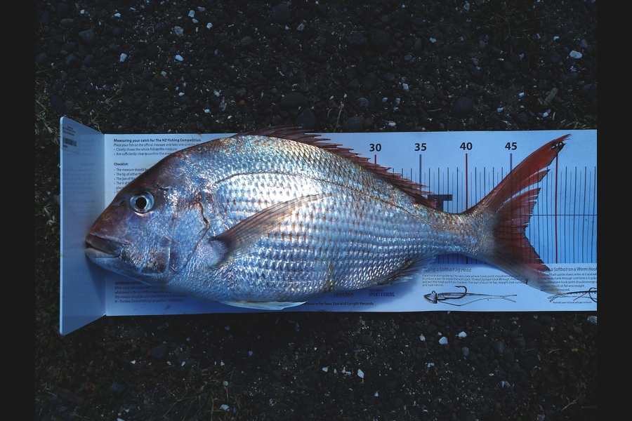 Benaja Oushana caught this 46.0cm Snapper at Hawkes Bay during The Export NZ Fishing Competition