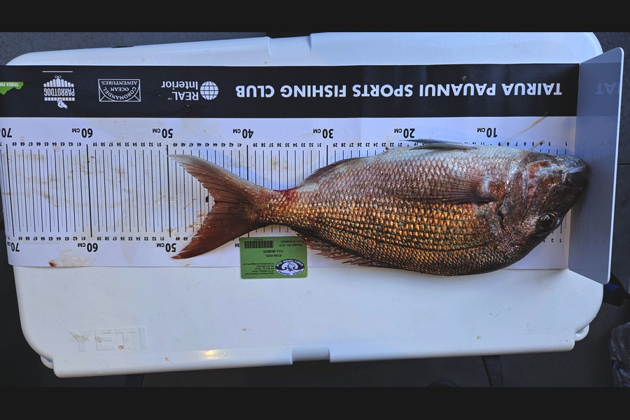 Ryan Hool caught this 44.0cm Snapper at Coromandel during The Export NZ Fishing Competition