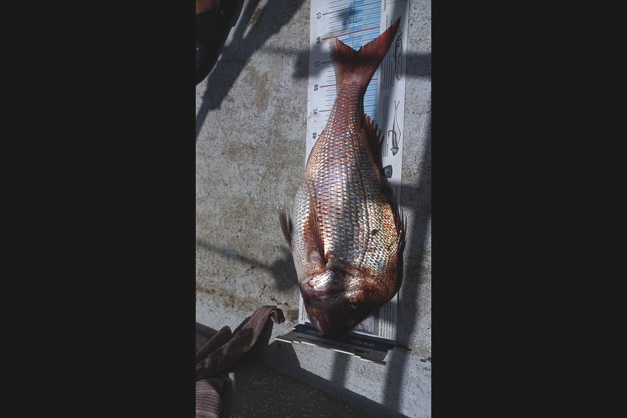 Chris Bancroft caught this 56.0cm Snapper at Northland during The Export NZ Fishing Competition