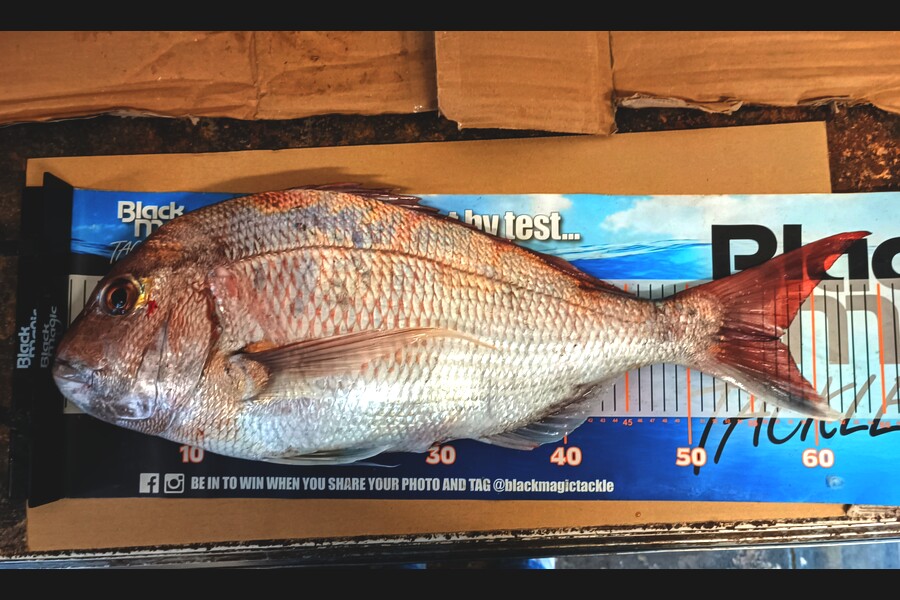 Colin Kerr caught this 57.0cm Snapper at East Cape during The Export NZ Fishing Competition