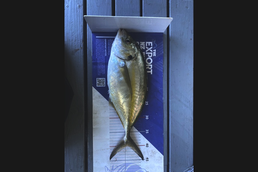 Brodie Eruera caught this 40.0cm Trevally at Bay of Plenty during The Export NZ Fishing Competition