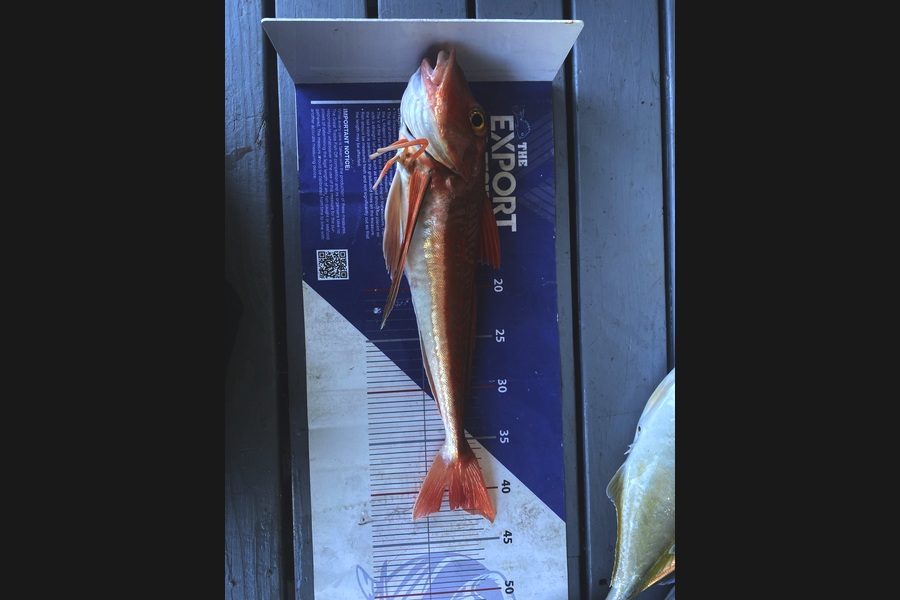 Brodie Eruera caught this 42.0cm Gurnard at Bay of Plenty during The Export NZ Fishing Competition