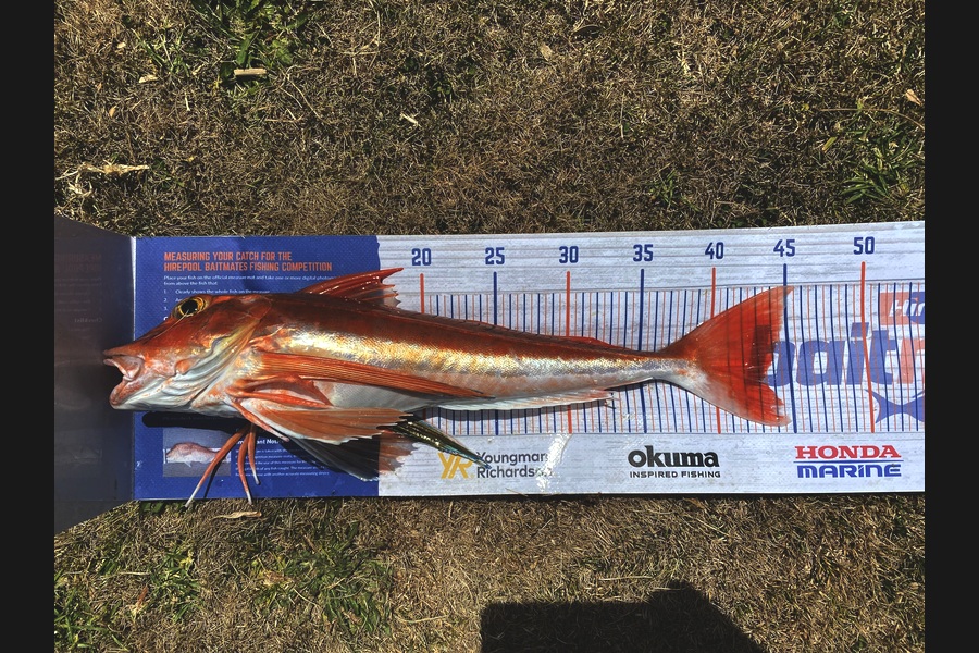 Steve Fraser caught this 43.0cm Gurnard at Taranaki during The Export NZ Fishing Competition