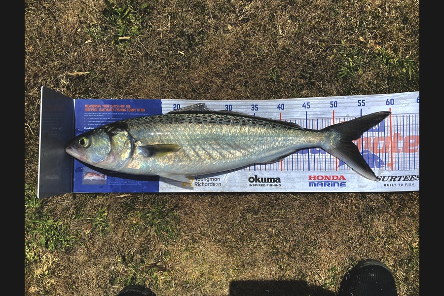 Steve Fraser caught this 52.5cm Kahawai at Taranaki during The Export NZ Fishing Competition