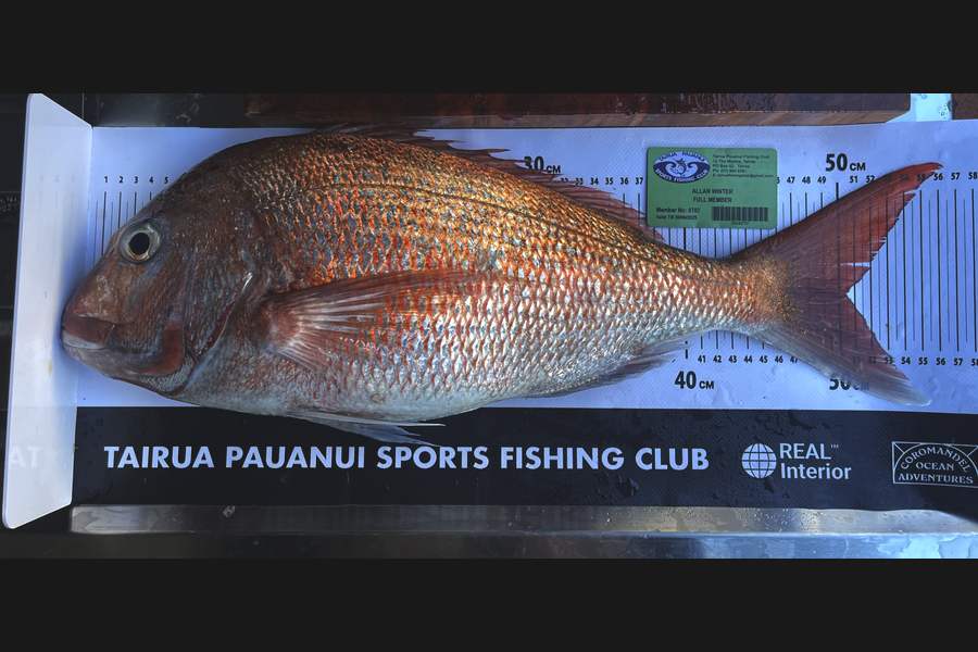 Allan Winter caught this 50.0cm Snapper at Coromandel during The Export NZ Fishing Competition