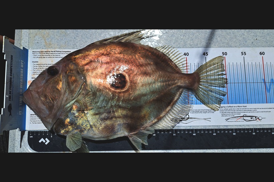 Rebecca Kilkelly caught this 50.0cm John Dory at Nelson/Marlborough during The Export NZ Fishing Competition