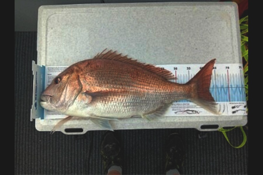 Rebecca Kilkelly caught this 62.0cm Snapper at Nelson/Marlborough during The Export NZ Fishing Competition