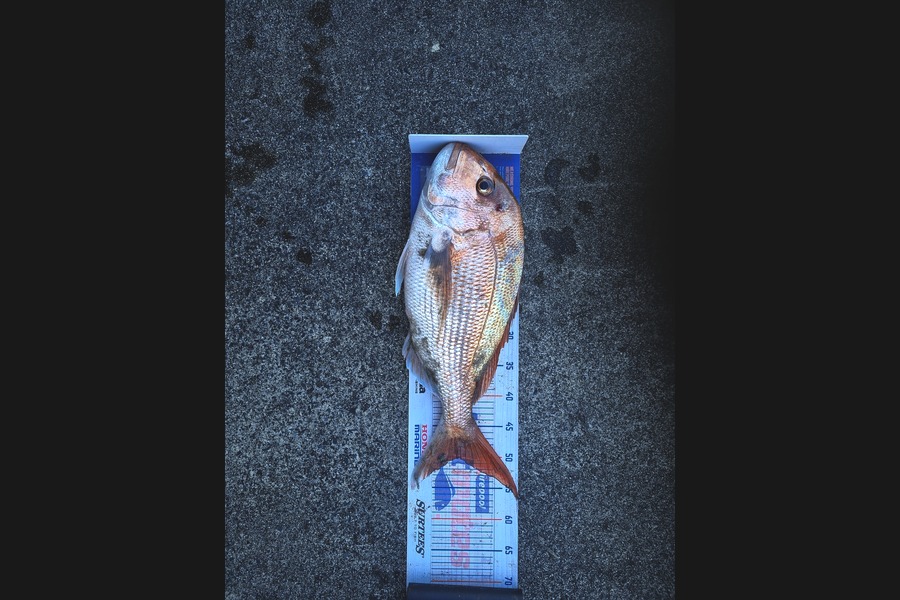 Michael Brown caught this 50.0cm Snapper at Bay of Plenty during The Export NZ Fishing Competition