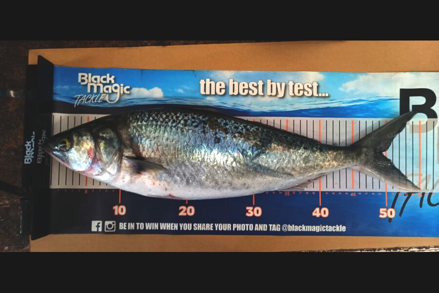 Jo Kerr caught this 49.0cm Kahawai at East Cape during The Export NZ Fishing Competition