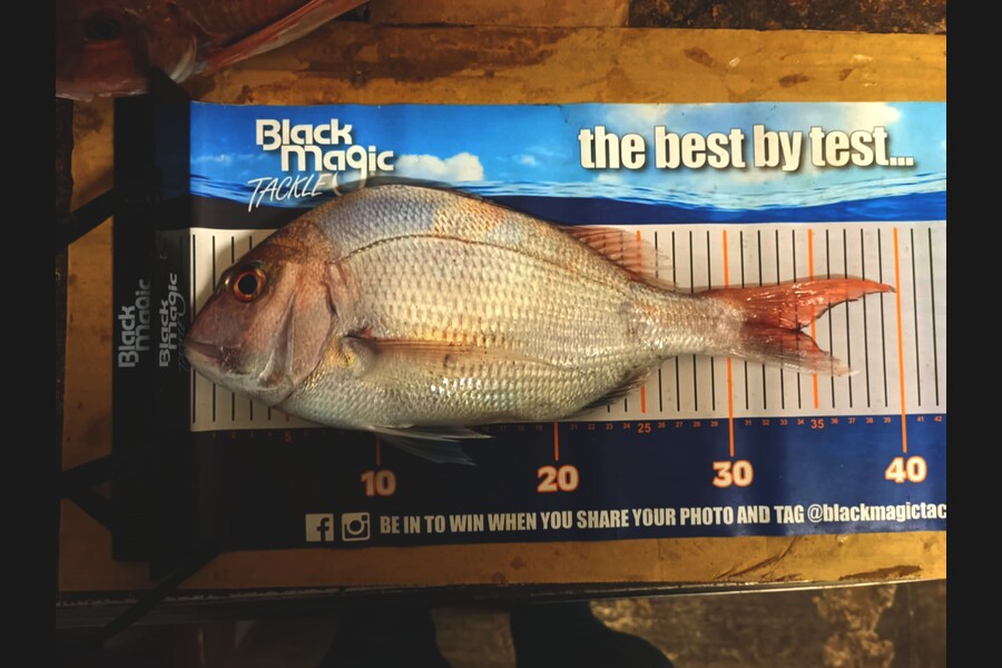 Jo Kerr caught this 33.0cm Snapper at East Cape during The Export NZ Fishing Competition