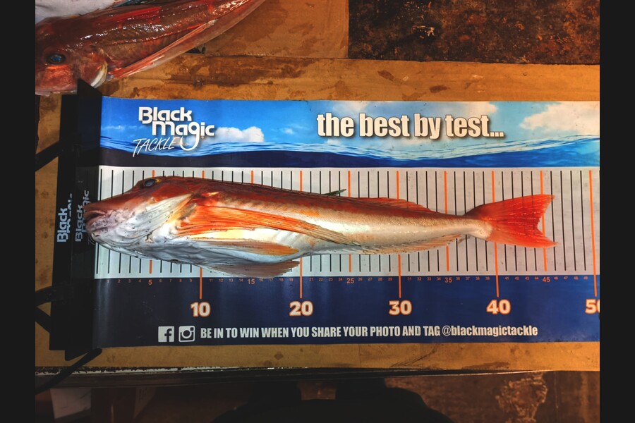 Jo Kerr caught this 44.0cm Gurnard at East Cape during The Export NZ Fishing Competition