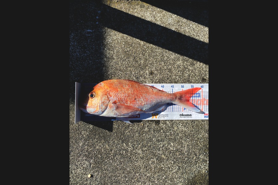 Vaughan Holdt caught this 53.5cm Snapper at Auckland during The Export NZ Fishing Competition
