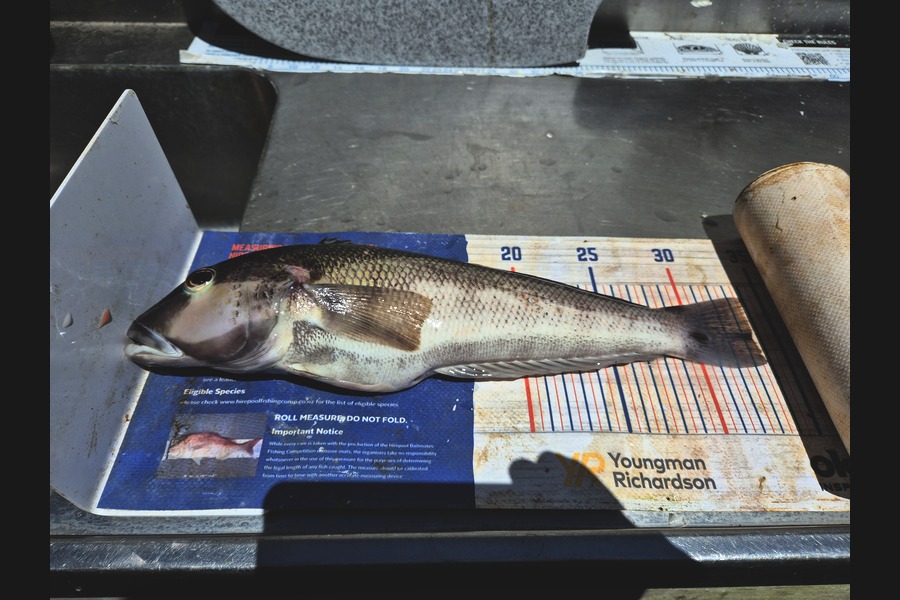 Jordan Boyd caught this 33.5cm Blue Cod at Wellington during The Export NZ Fishing Competition
