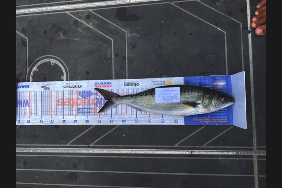 Gary Allan caught this 46.0cm Kahawai at Northland during The Export NZ Fishing Competition