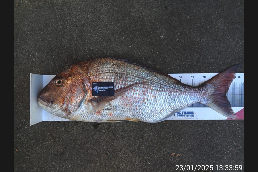 Corey Parsons caught this 79.0cm Snapper at Nelson/Marlborough during The Export NZ Fishing Competition