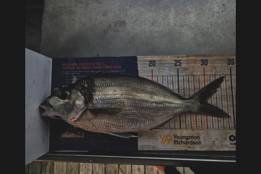 Jordan Boyd caught this 30.0cm Tarakihi at Wellington during The Export NZ Fishing Competition
