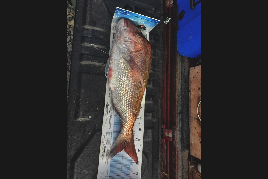 Russell Hockley caught this 59.0cm Snapper at Manawatu during The Export NZ Fishing Competition