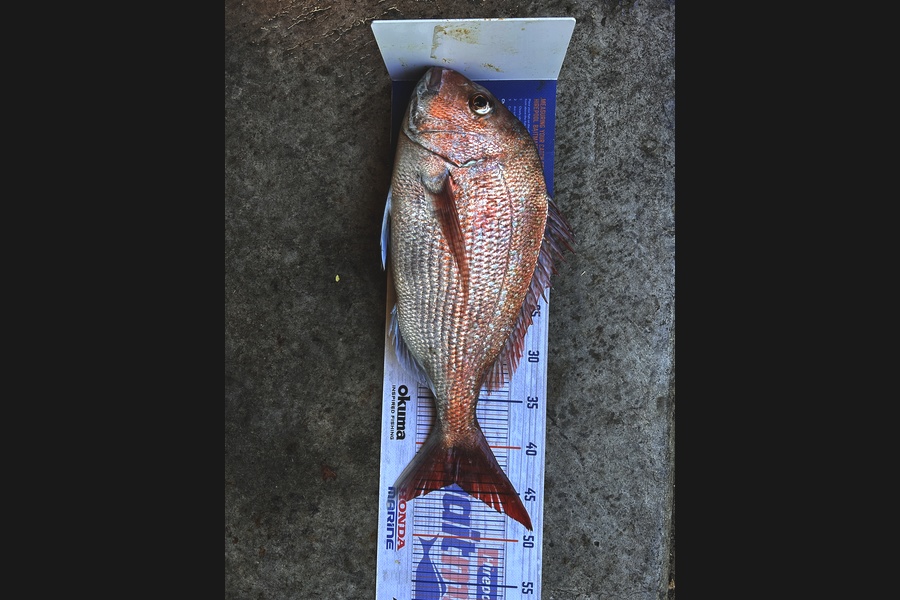 Johnny Huynen caught this 44.0cm Snapper at Wellington during The Export NZ Fishing Competition