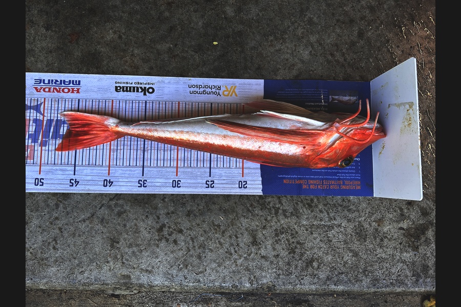 Johnny Huynen caught this 46.0cm Gurnard at Wellington during The Export NZ Fishing Competition