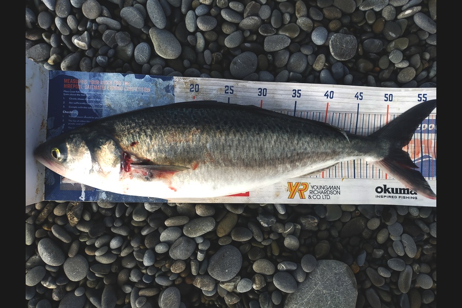 Laurence Knighton caught this 52.0cm Kahawai at Canterbury during The Export NZ Fishing Competition