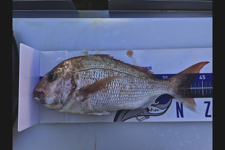 Dave Lean caught this 41.5cm Snapper at Coromandel during The Export NZ Fishing Competition