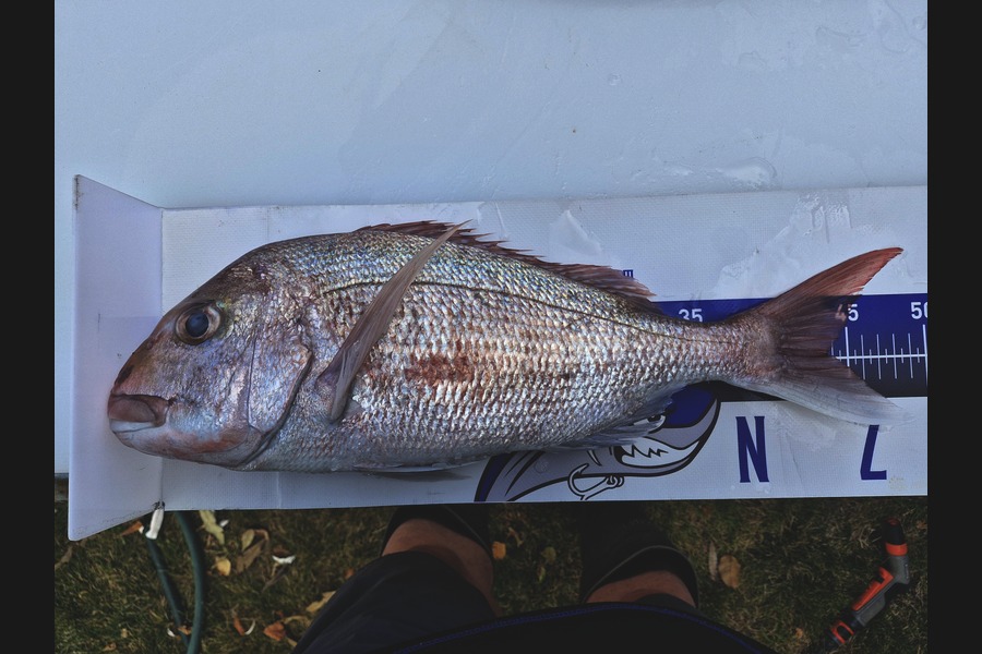 Dave Lean caught this 43.4cm Snapper at Coromandel during The Export NZ Fishing Competition