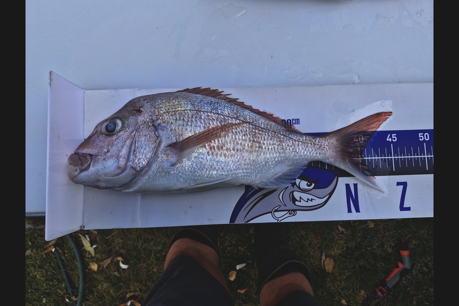 Bobbie Lean caught this 40.5cm Snapper at Coromandel during The Export NZ Fishing Competition