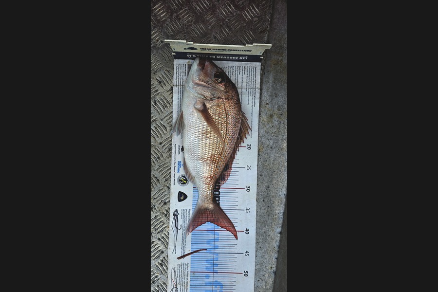 Brian  Gallogly caught this 38.0cm Snapper at Auckland during The Export NZ Fishing Competition