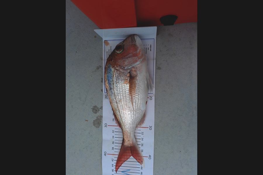 Shane  Reily  caught this 39.5cm Snapper at Coromandel during The Export NZ Fishing Competition