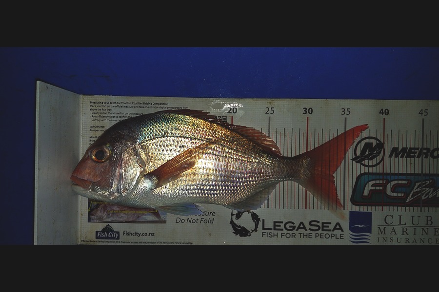 Barry  Howard caught this 33.5cm Snapper at Auckland during The Export NZ Fishing Competition